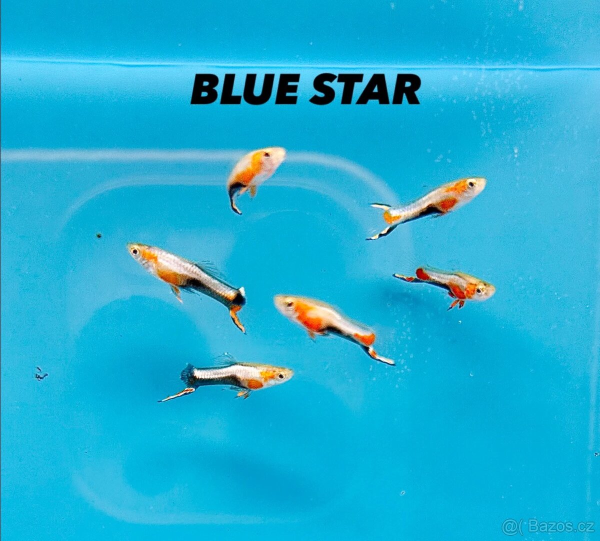 Endlerky čisté linie - 3