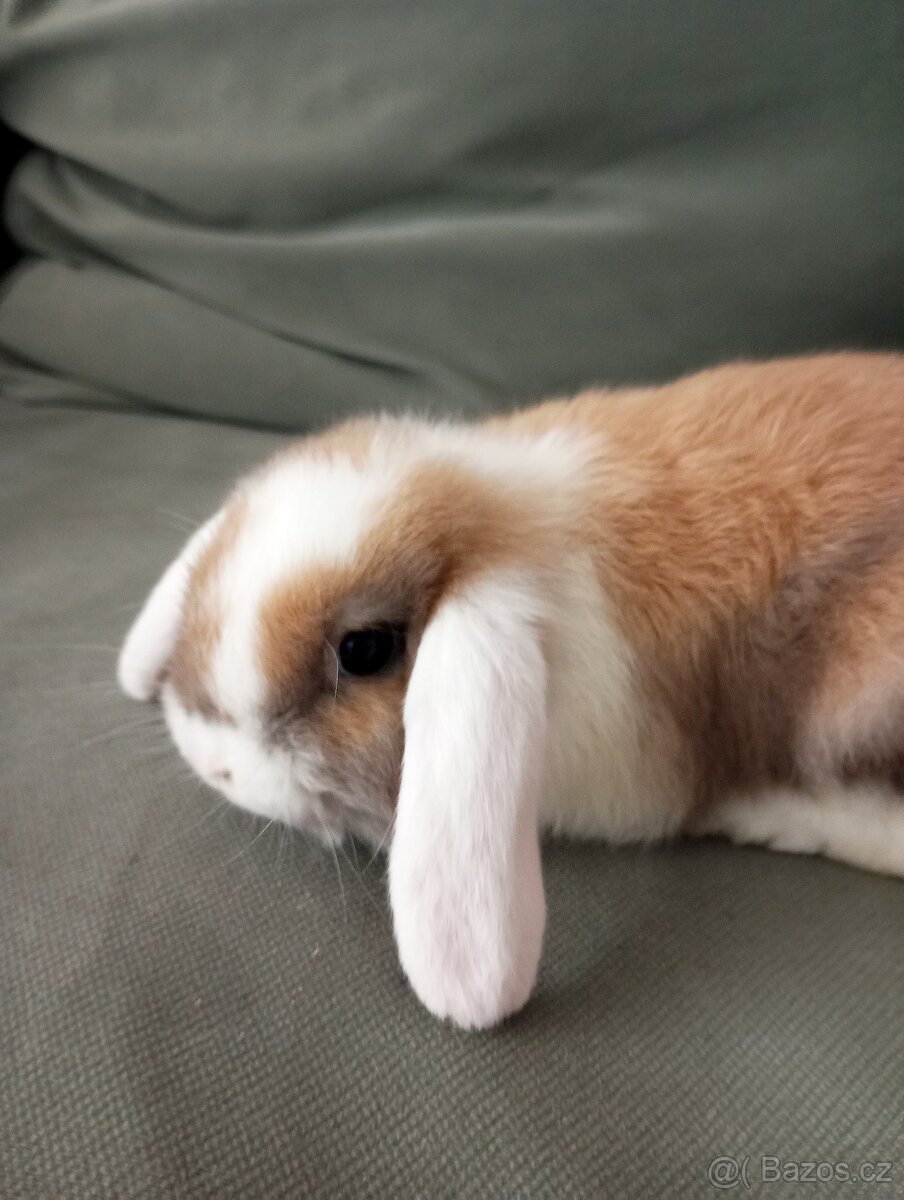 Zakrslý beránek králíček - 3