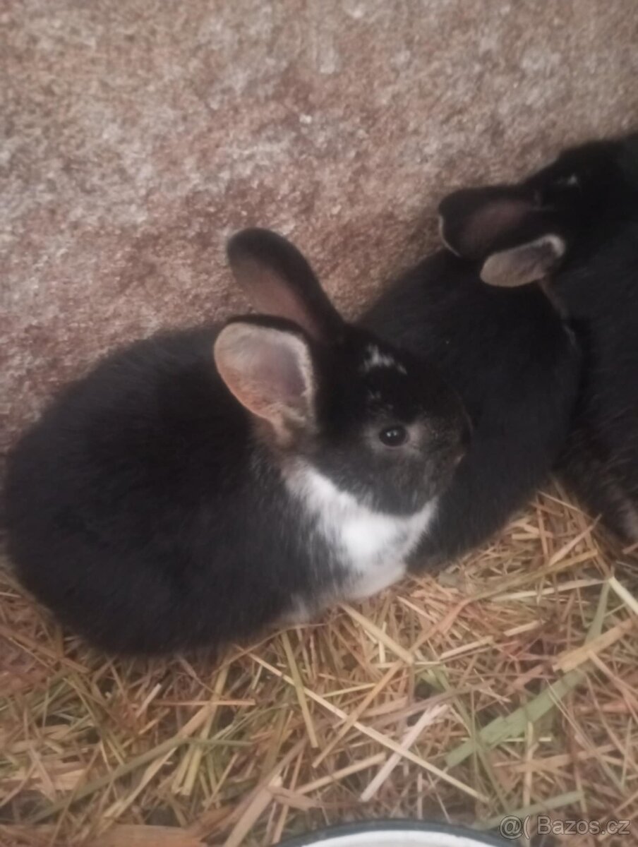 Králík kříženci - 3
