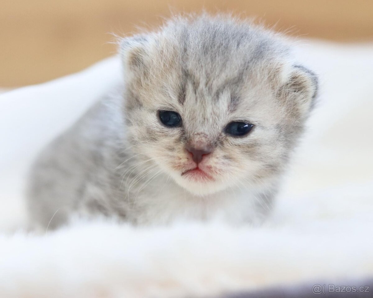 Britská koťátka s PP - 3