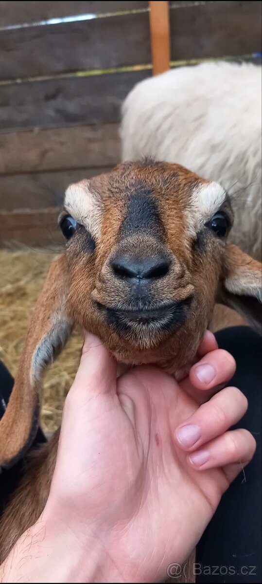 Zakrslá kozička - 3