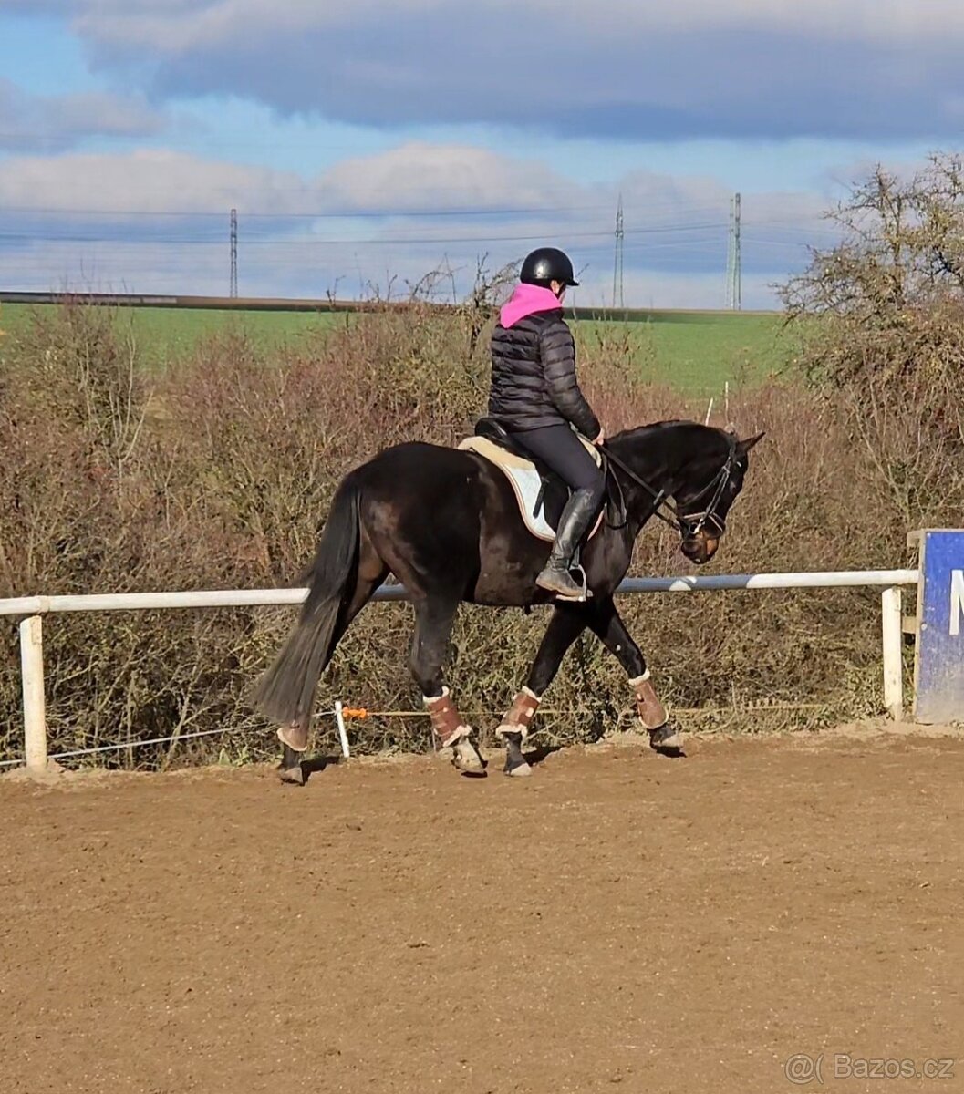 Krásný mladý dámský koník - 3