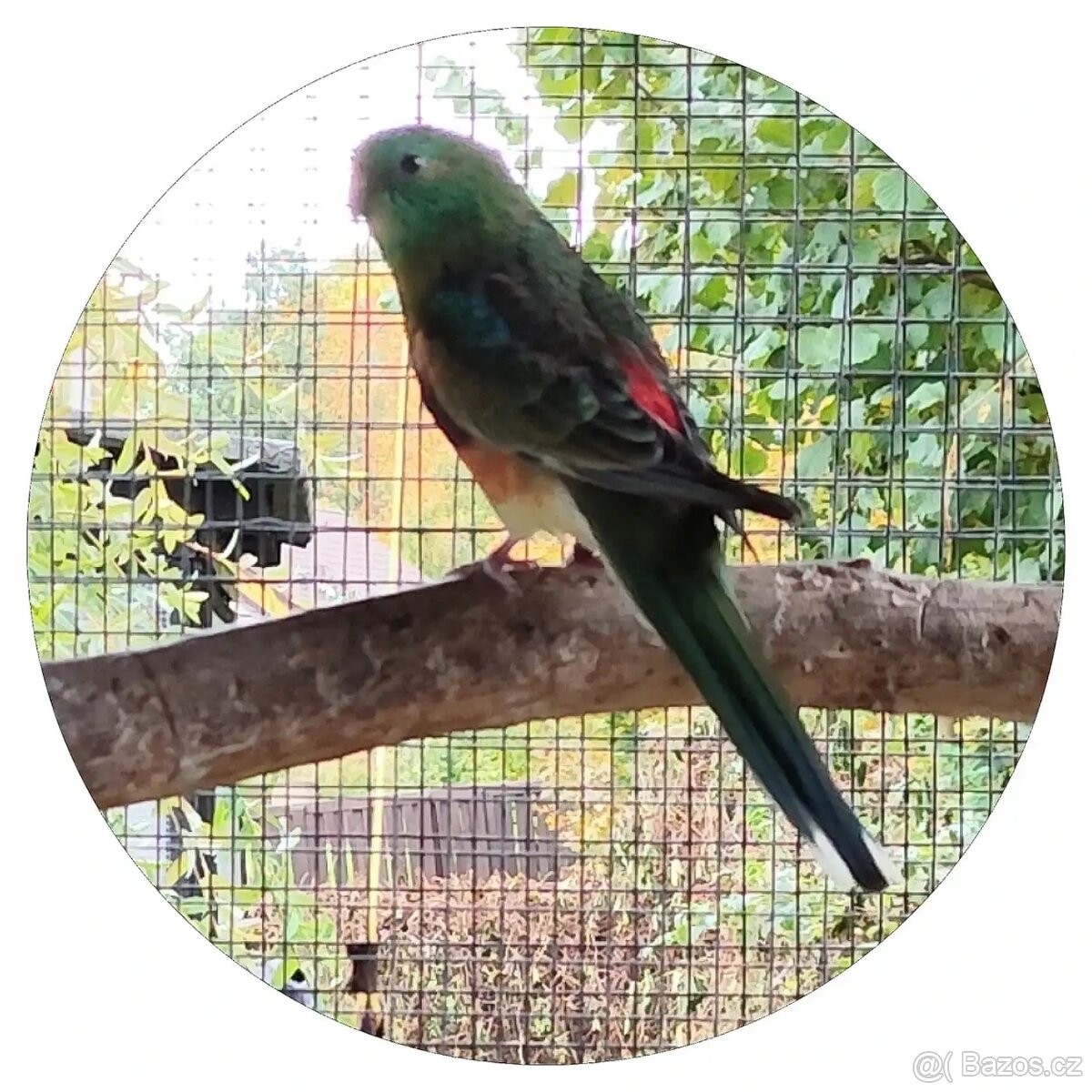 Papoušek zpěvavý - 3