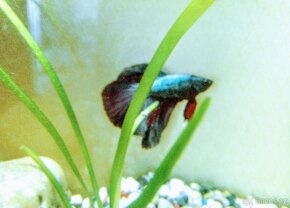 Bojovnice - neomezené množství - - 3