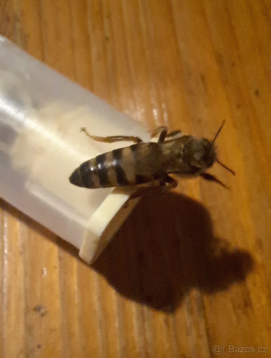 prodám vyzimovaná včelstva - 3