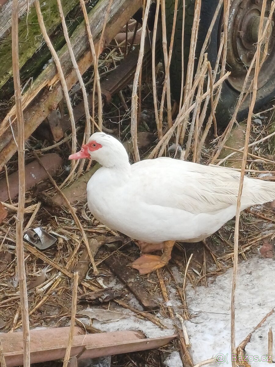 Kachna pižmová - 3