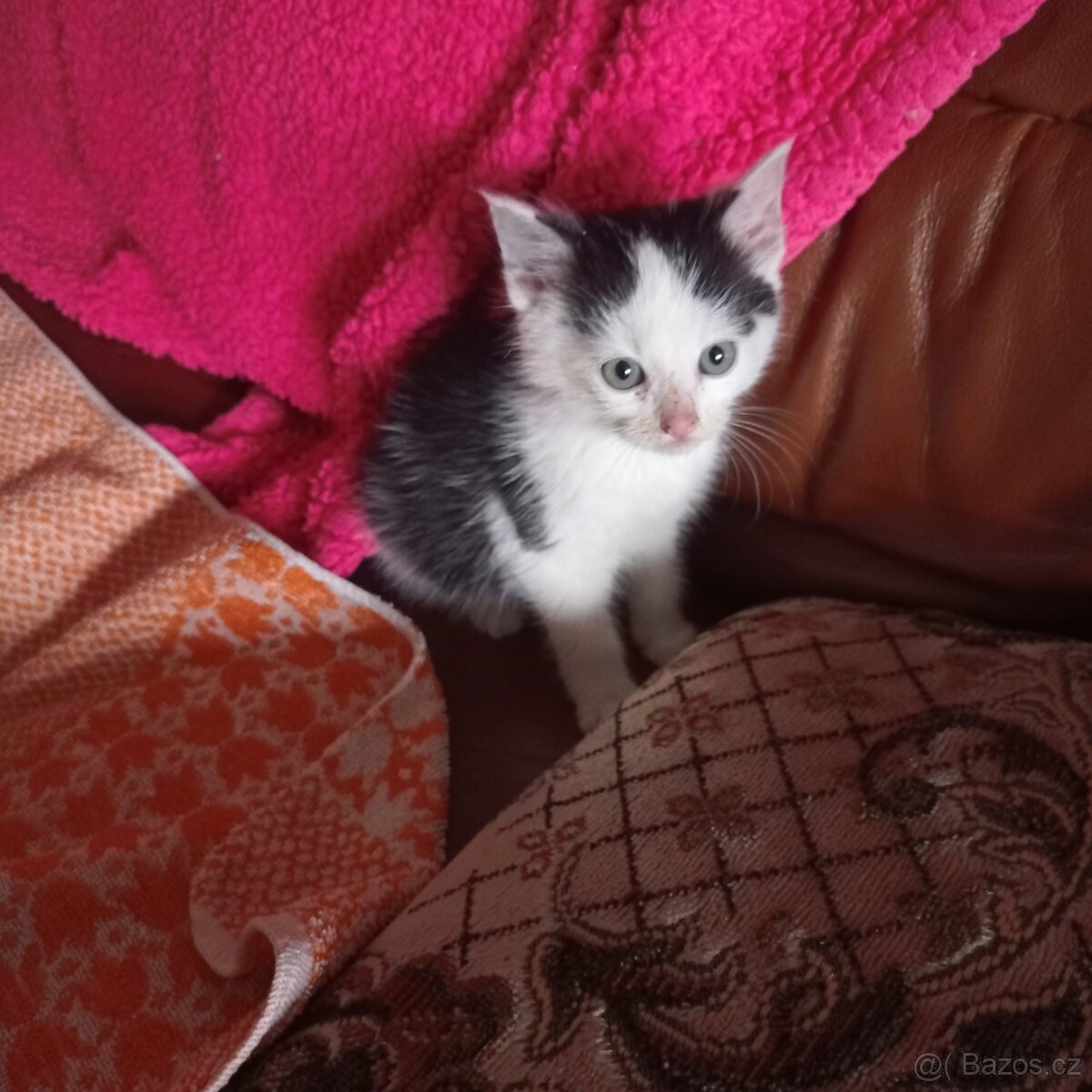 Kotě k Vánocům - 3