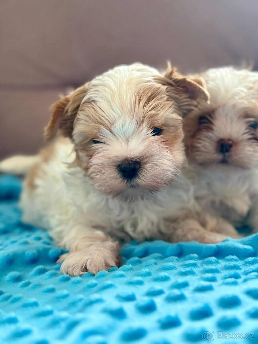 Biewer jorkšírský teriér - 3