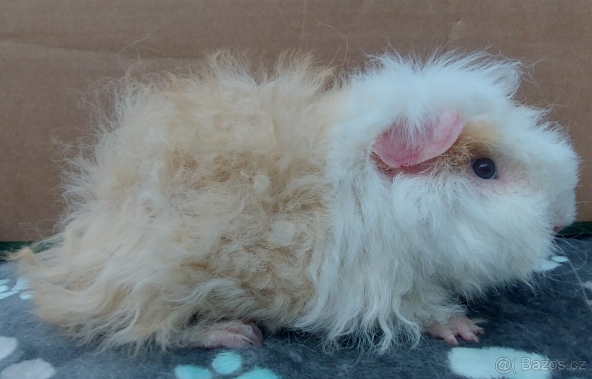 Morčata s PP a VP - 3