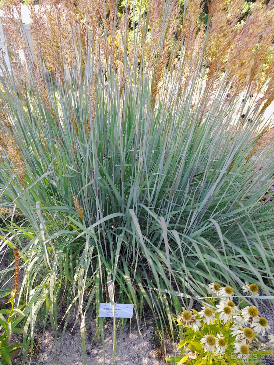Okrasná trávy - 3