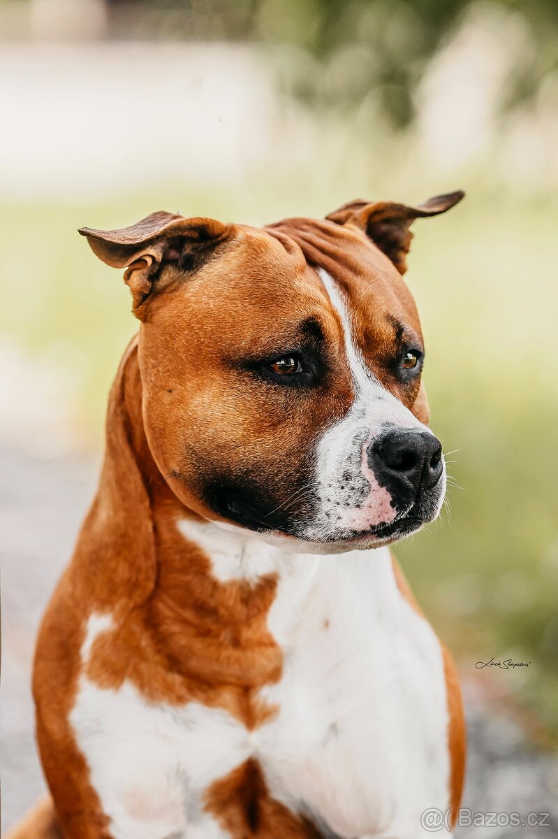 Americký stafordširský teriér - 3