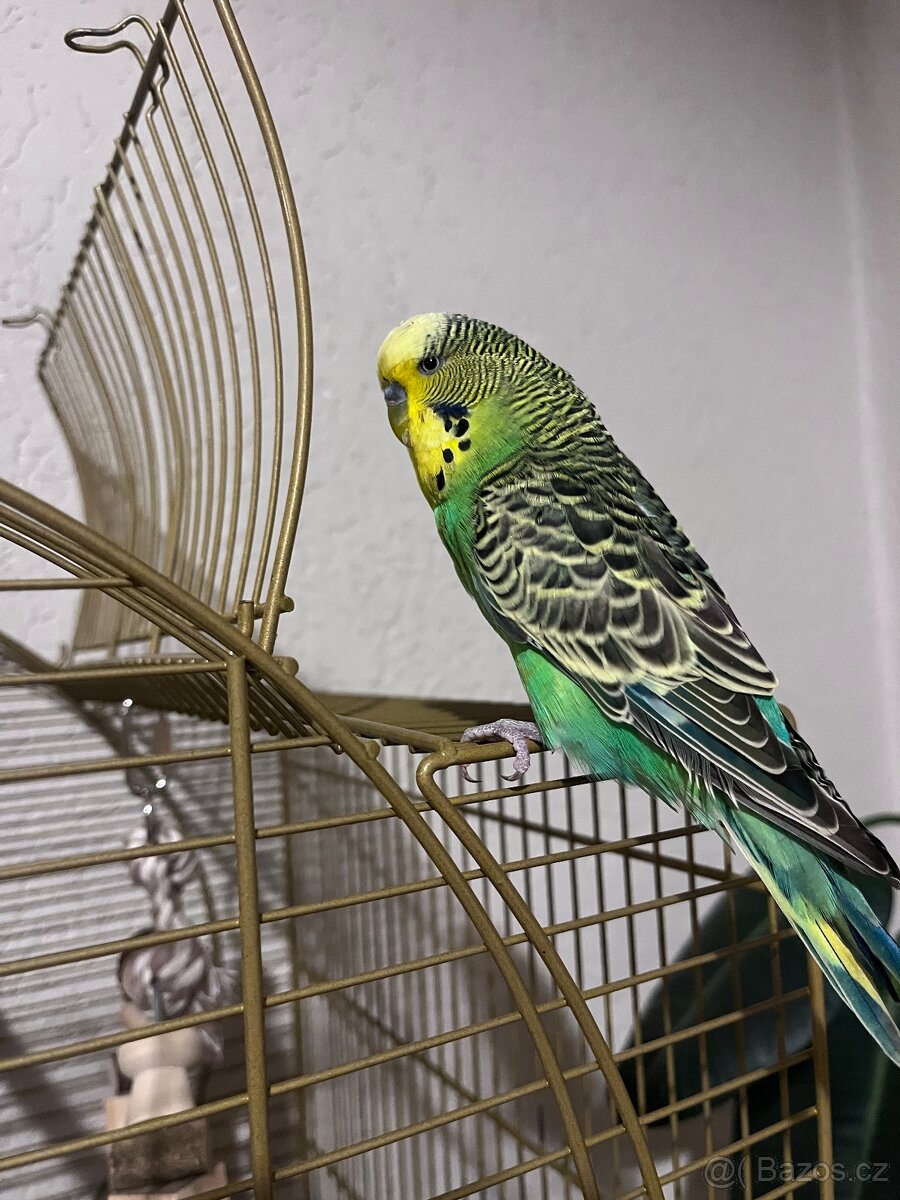 Andulka vlnkovaná - 3