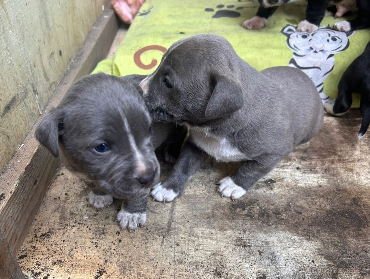 Americký stafordšírský teriér - 3