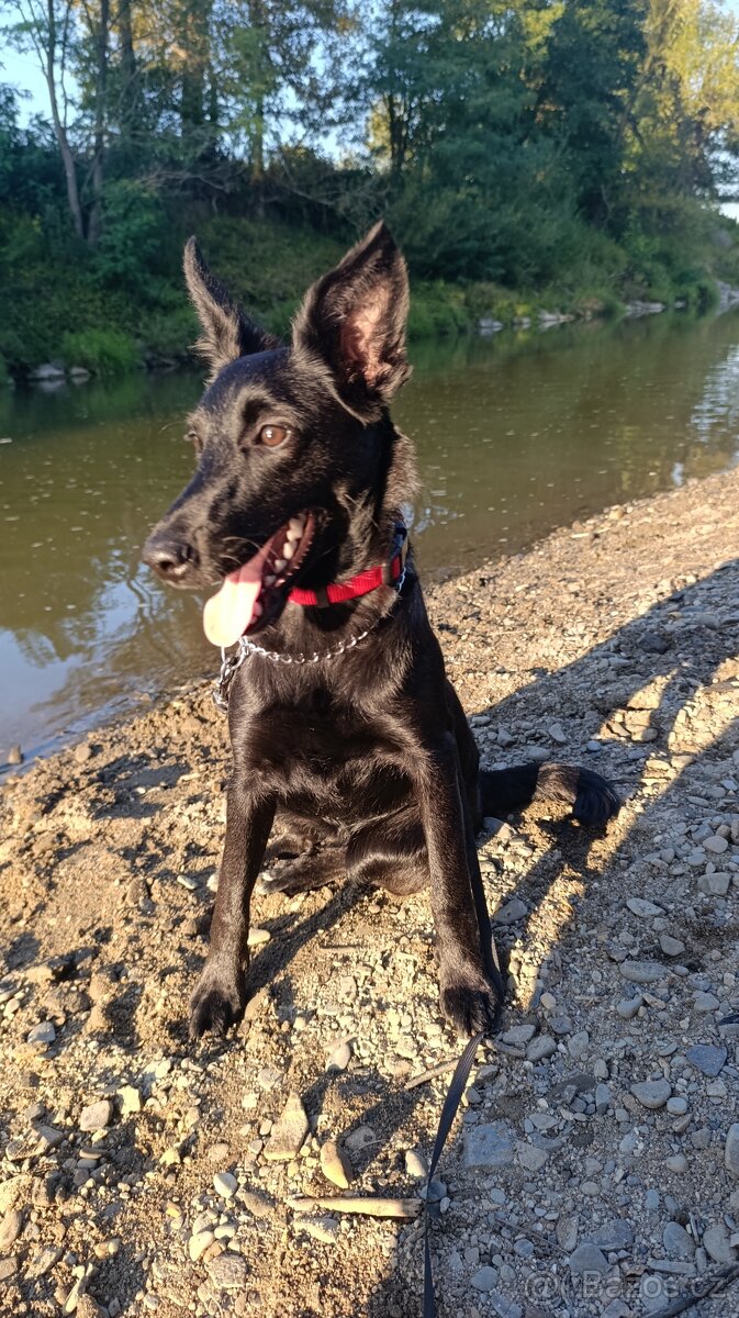 Kříženec, fena 9 měsíců hledá domov - 3