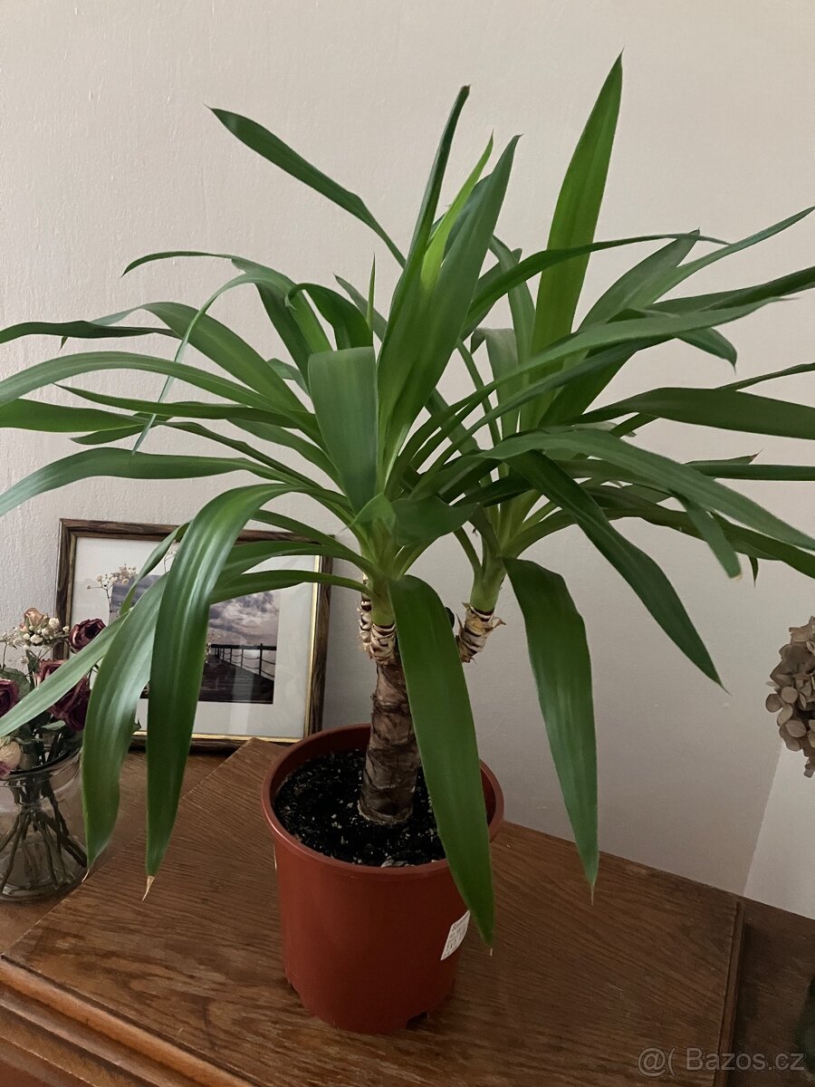 Juka 65cm vysoká - 3