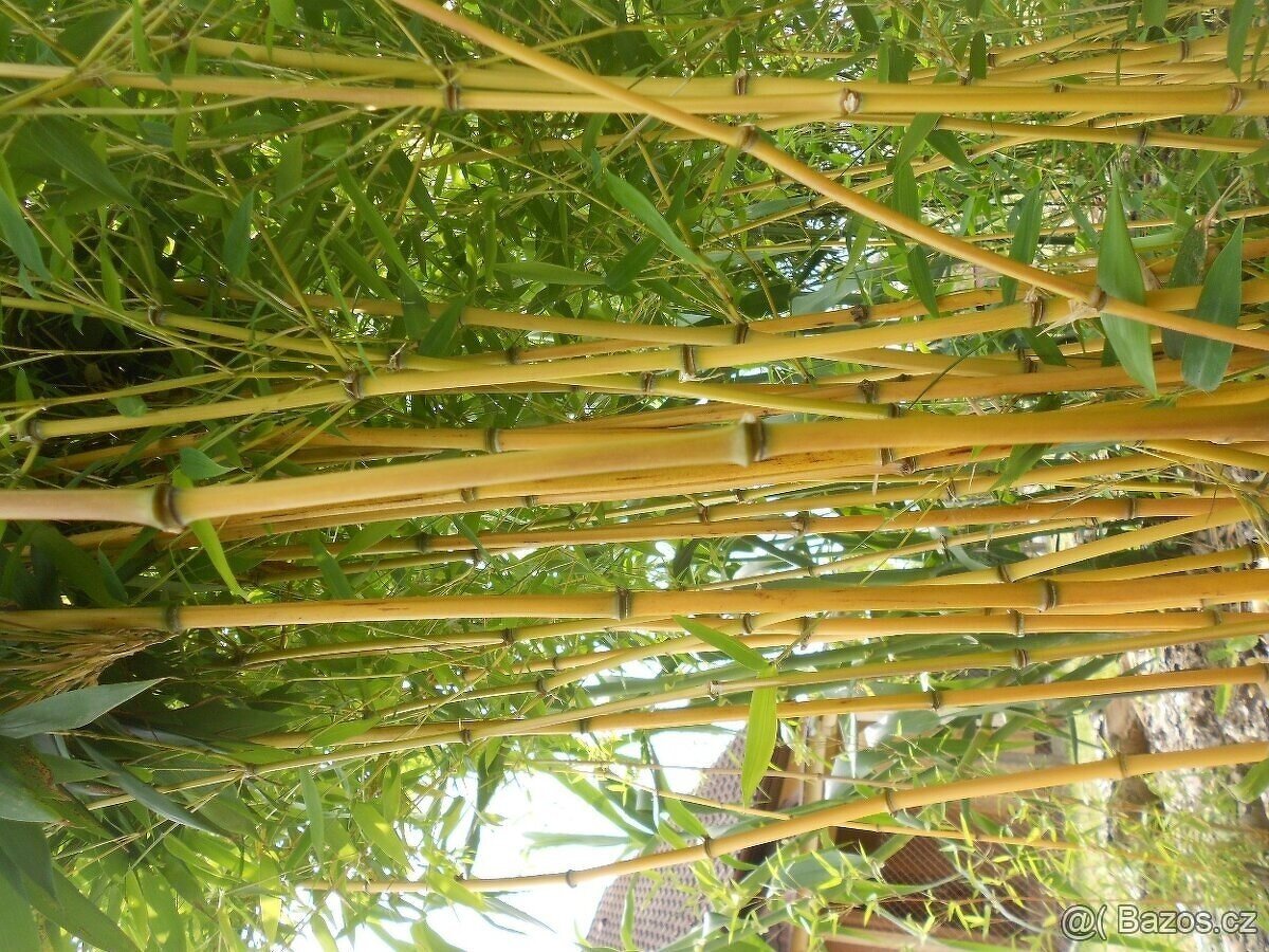 Bambus Vysočina, velky vyběr, ruzné druhy - 3