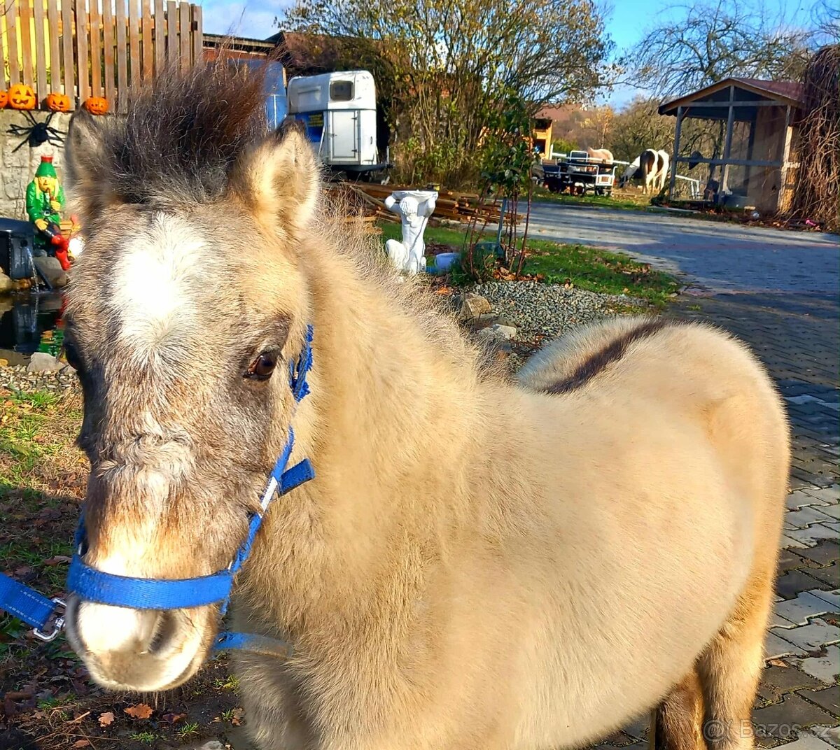 Hřebeček pony - 3