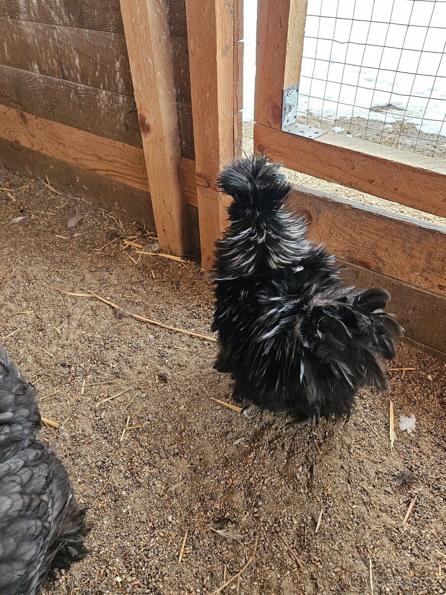 1+1 USA hedvábničky - 3