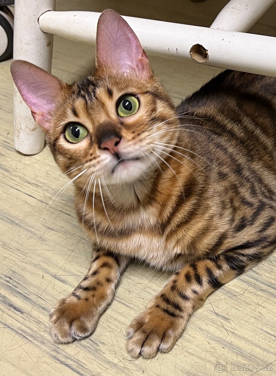 Bengálská kočička a kotě s PP - 3