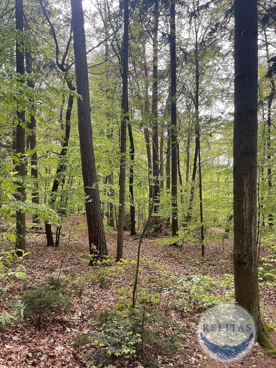 Prodej lesního pozemku 7 759 m² - 3