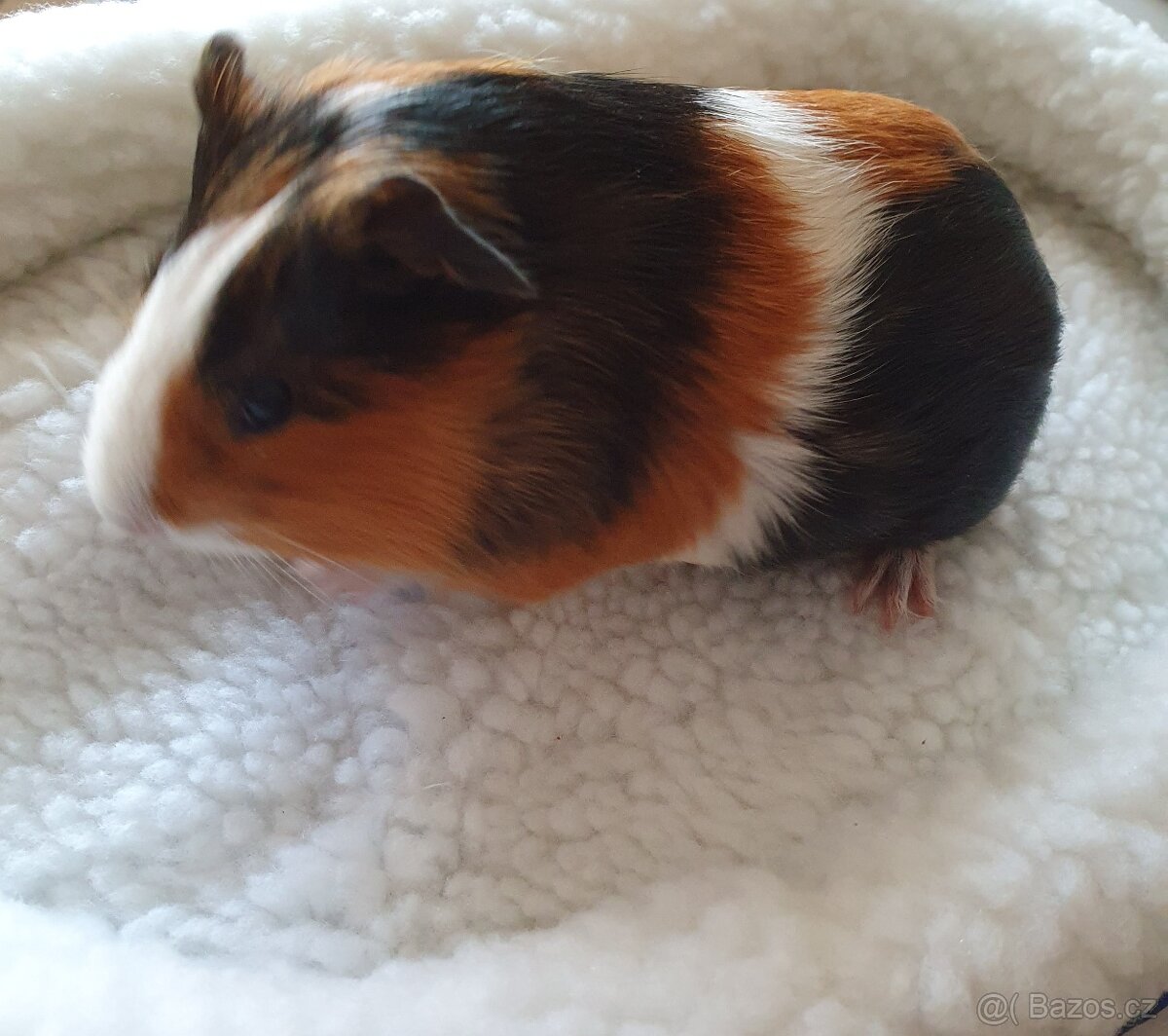 Morčátka morče Králíček - 3