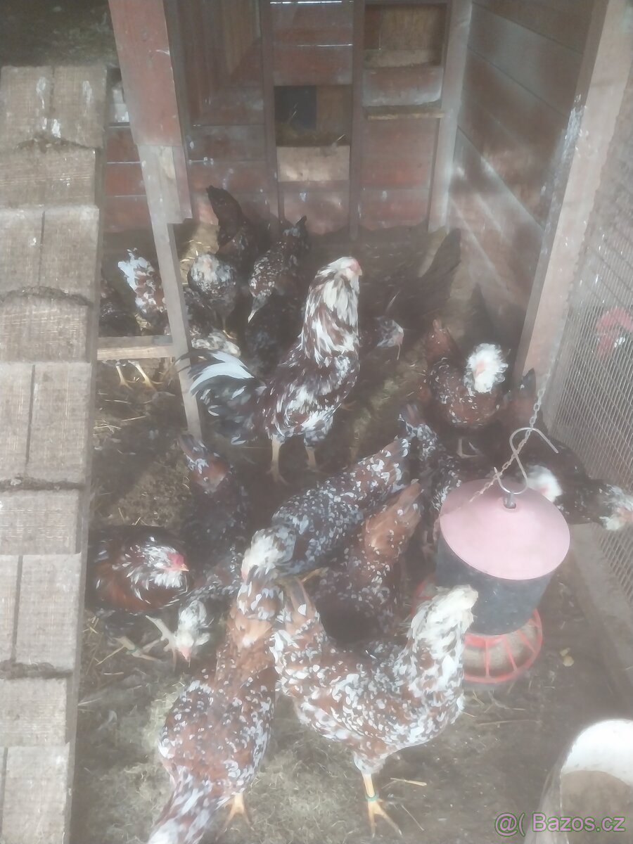 Nasadova vajíčka - 3