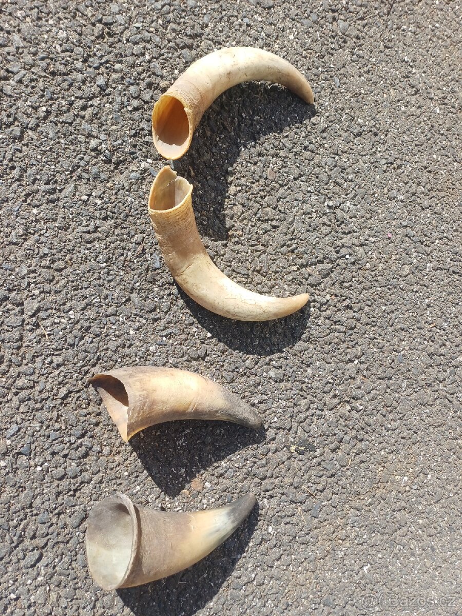 Rohy z byka na přilbu - 3