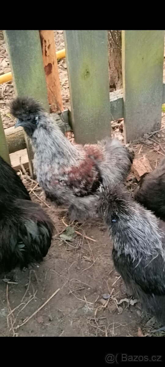 Kohout hedvábničky - 3