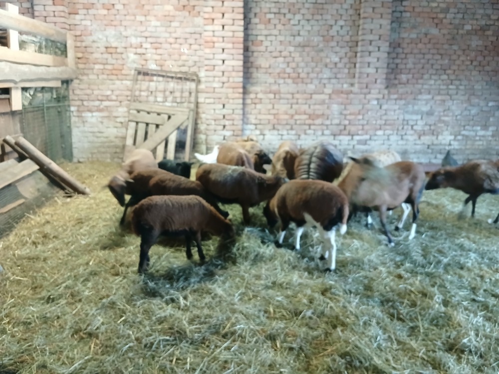 Ovce kamerunská - 3