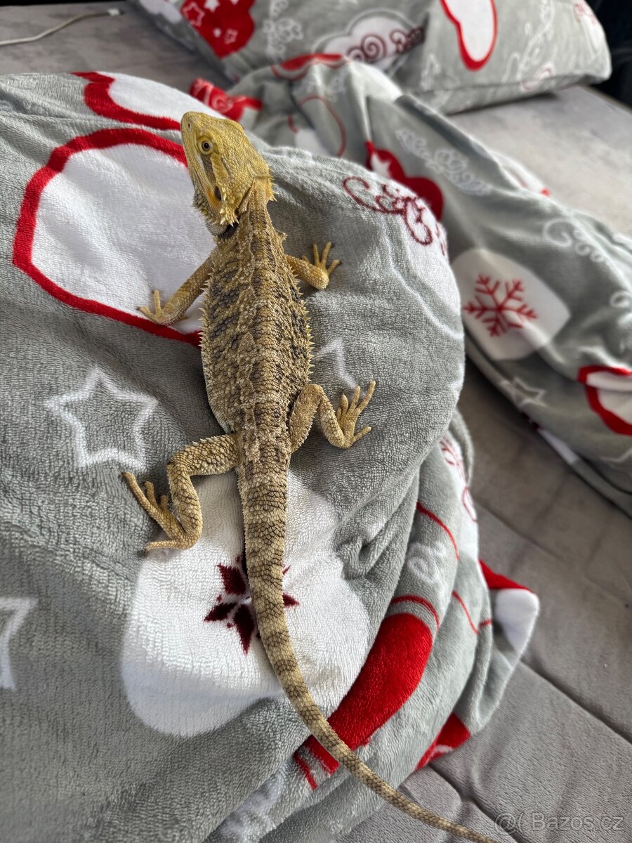 Agama vousatá samec - 3