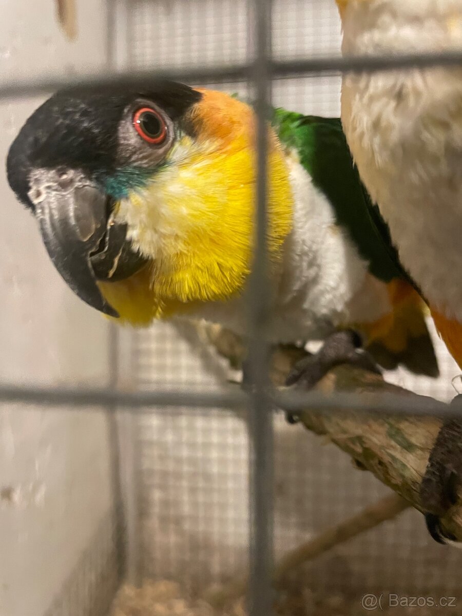 Amazonek černotemenný - 3