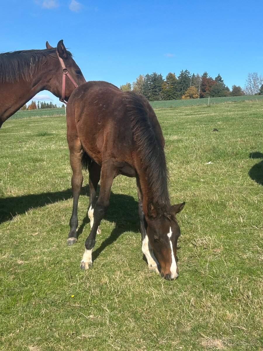 Chovná kobyla - 3
