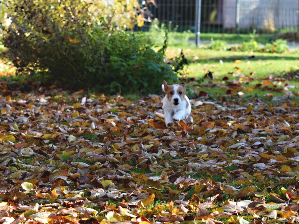 Jack Russel teriér s PP - TUWE - 3