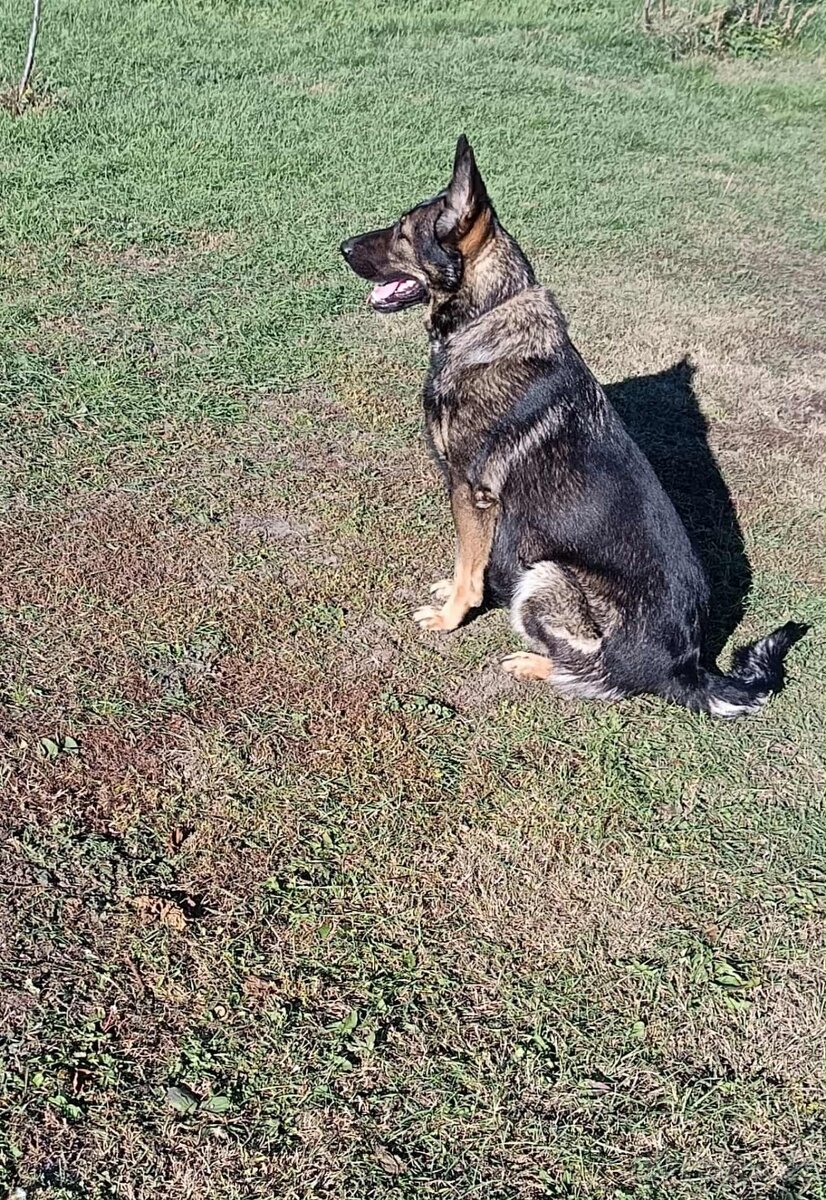 Nemecký ovčiak - 3