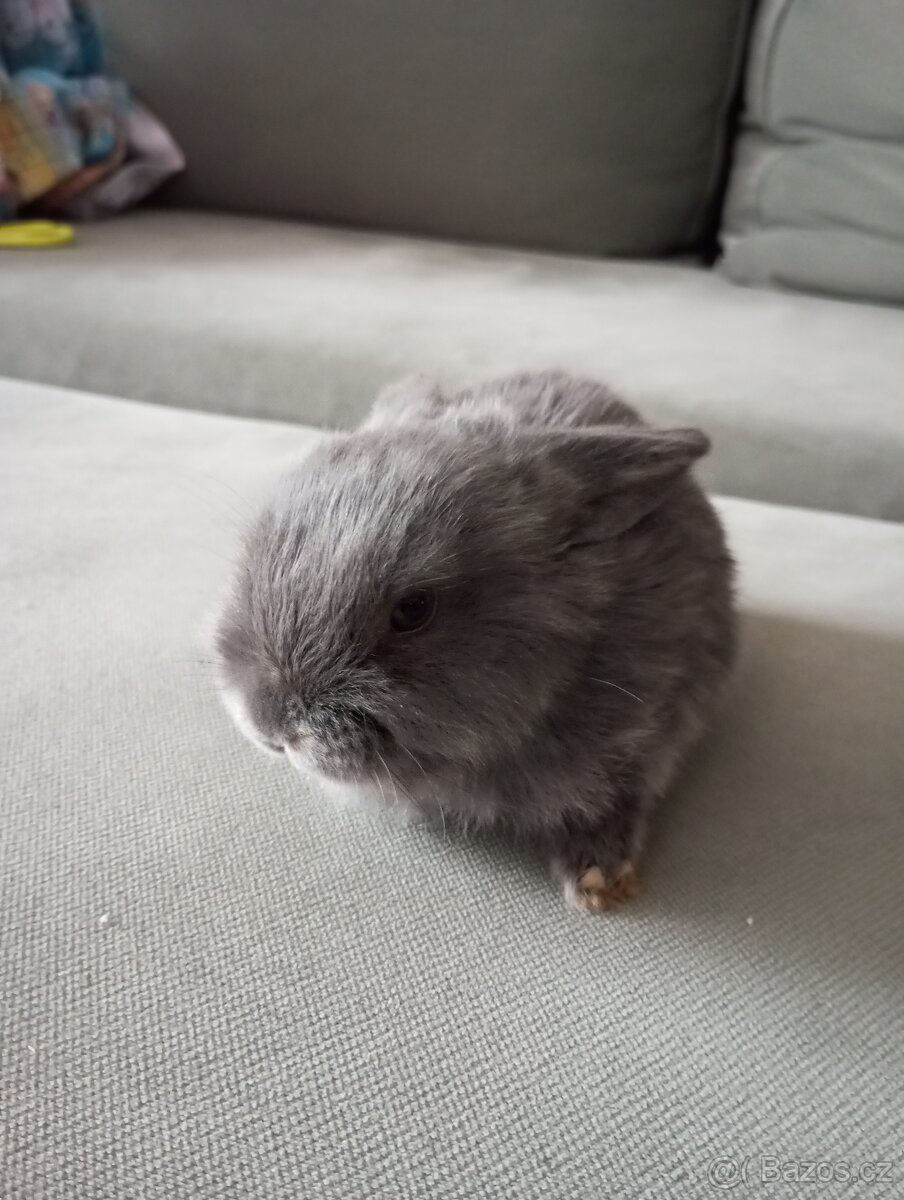 Zakrslý beránek králíček - 3