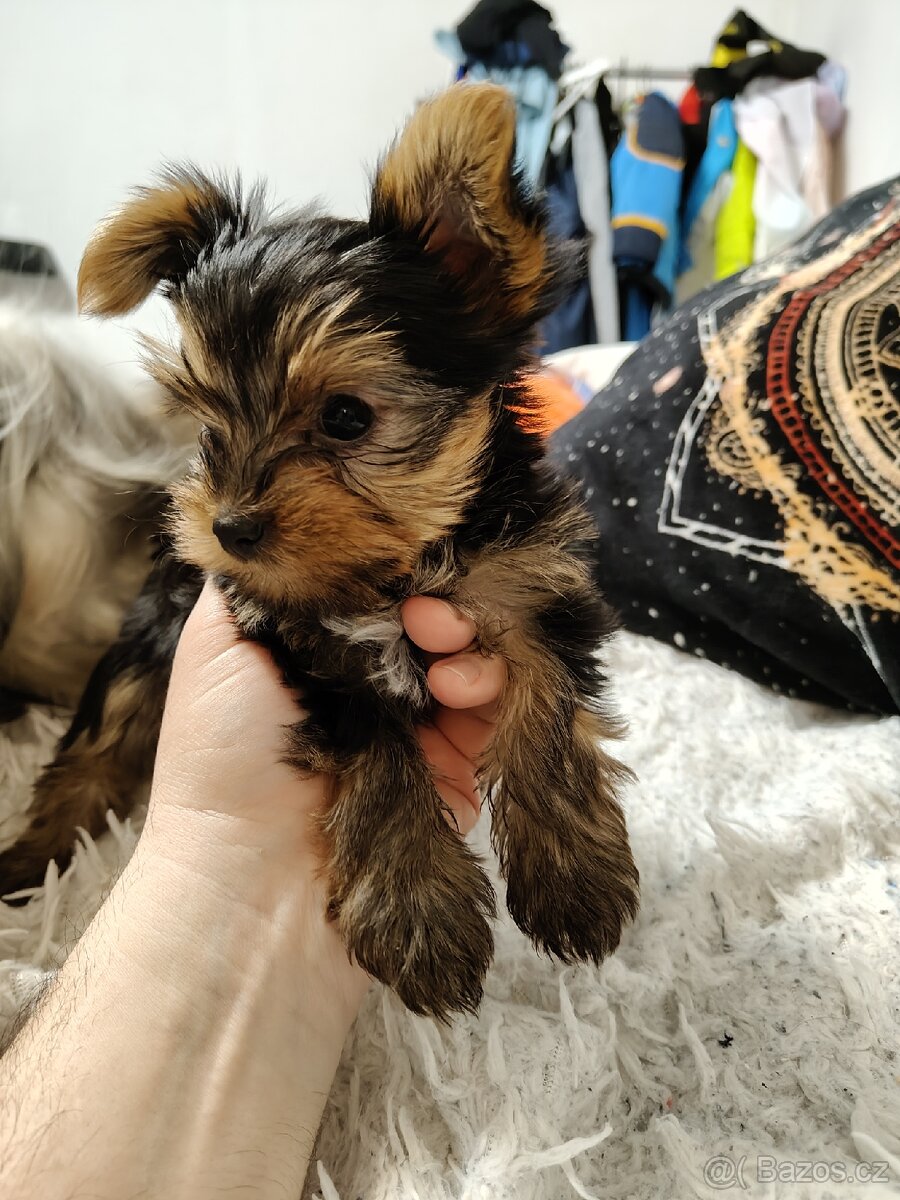 Jorkšírský teriér - 3