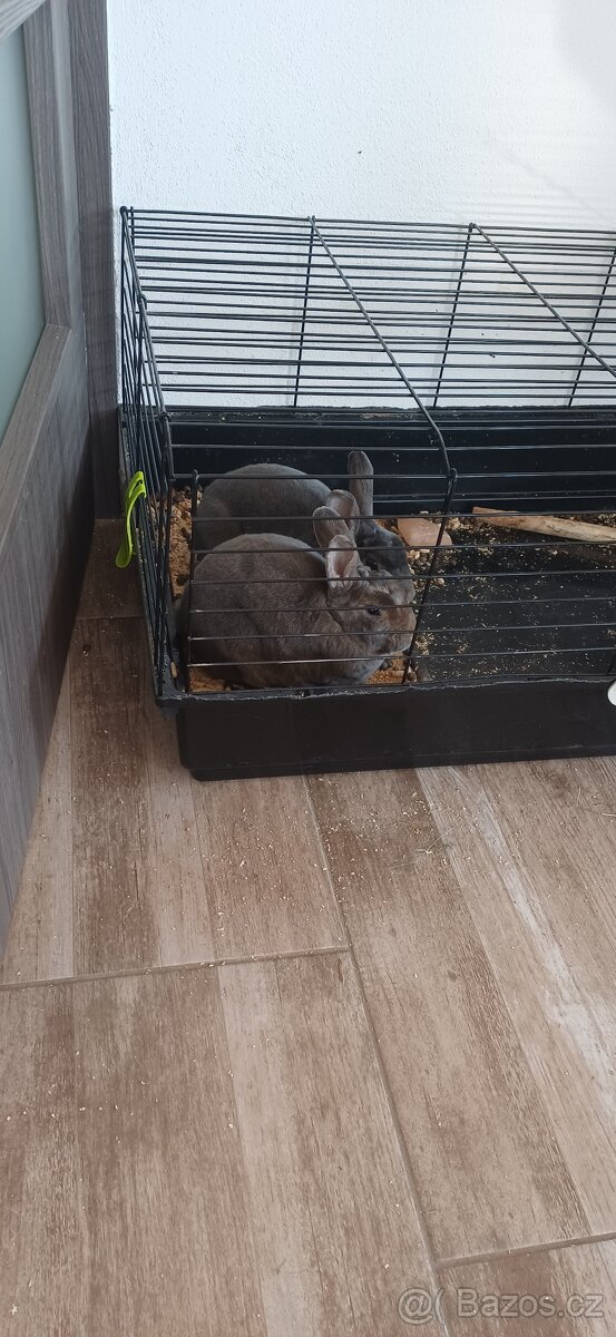 Zakrslý králík - 3