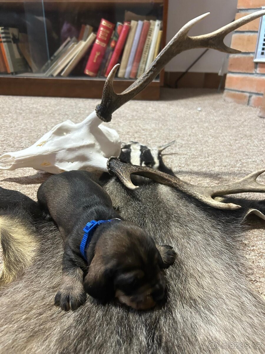 Jezevčík drsnosrstý standart s PP - 3