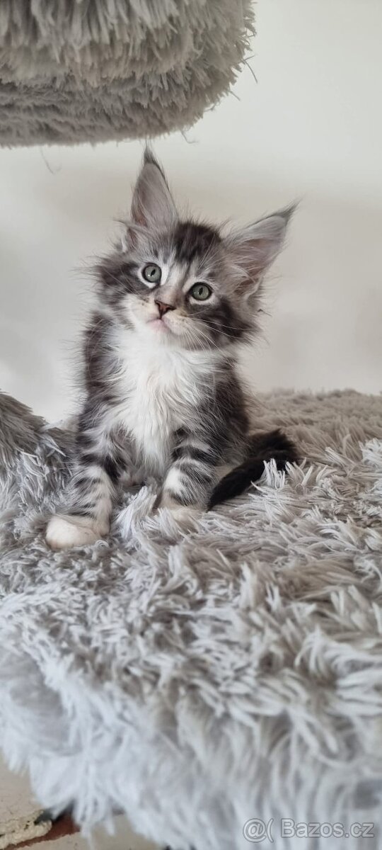 Mainský mývalí kocour ke krytí - 3