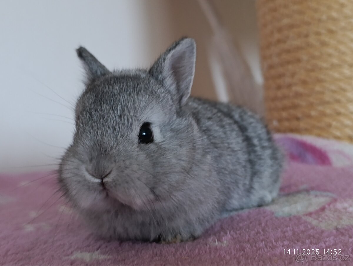 Zakrslí králíčci - mláďata - 3