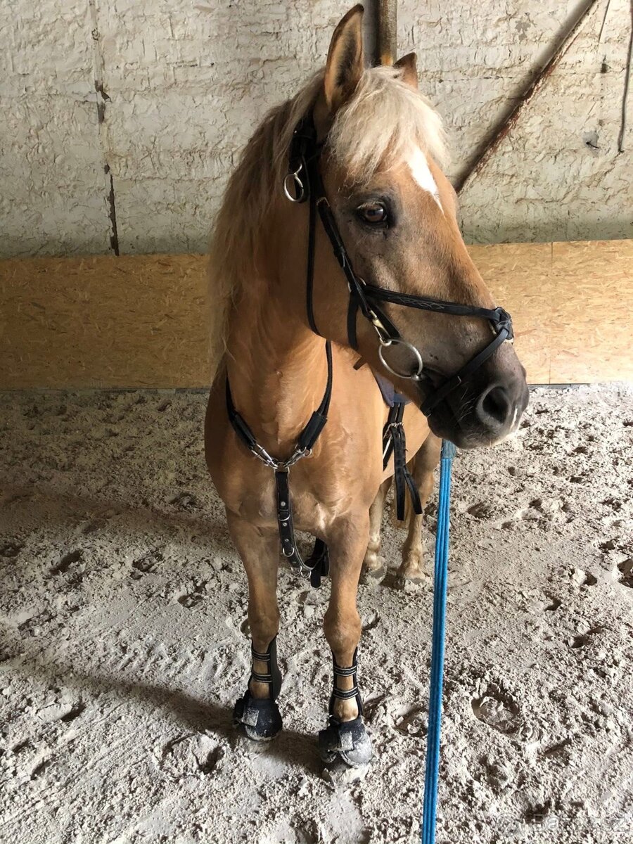 Hafling k pronájmu - 3