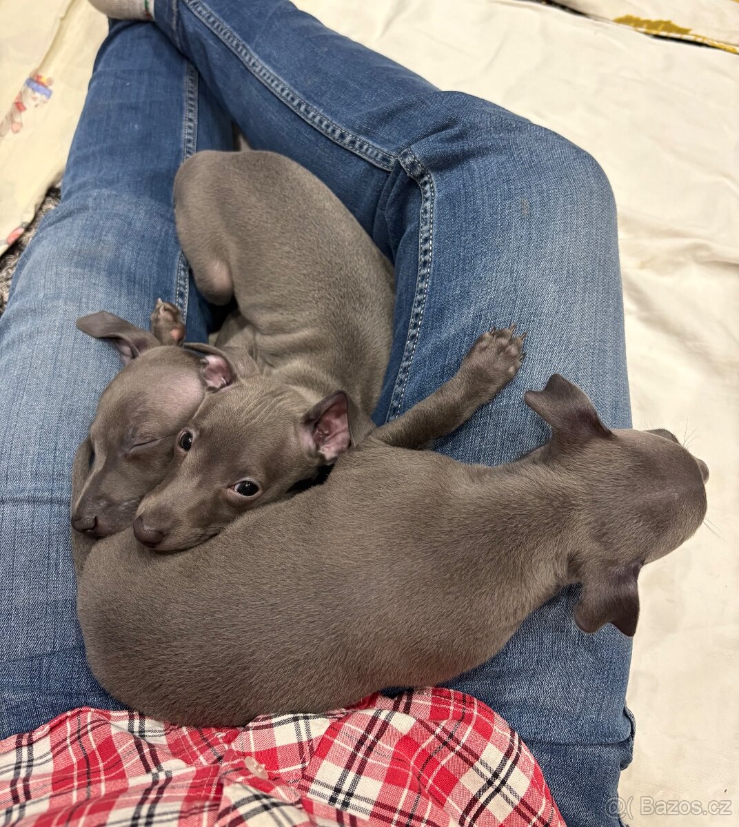 Italský chrtík - 3