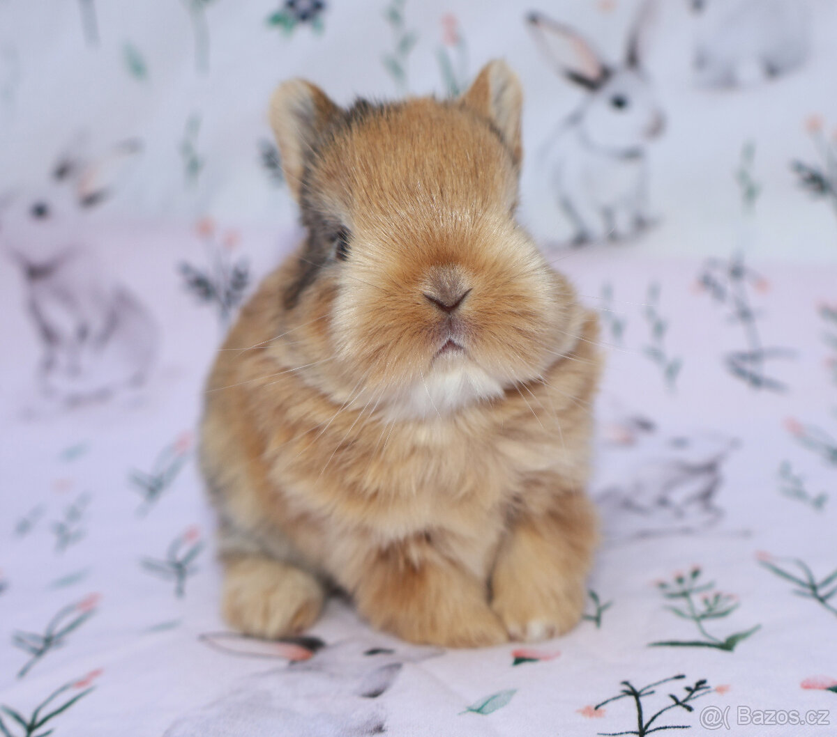 Zakrslý krátkouchý králíček malinká LOT samička - 3