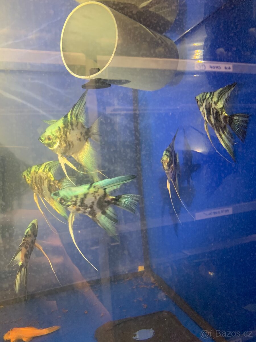 Skalar Mramor modry - 3