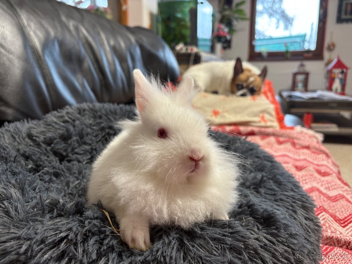 ZAKRSLÝ králíček - 🐰 Klucí ♥️ - 3