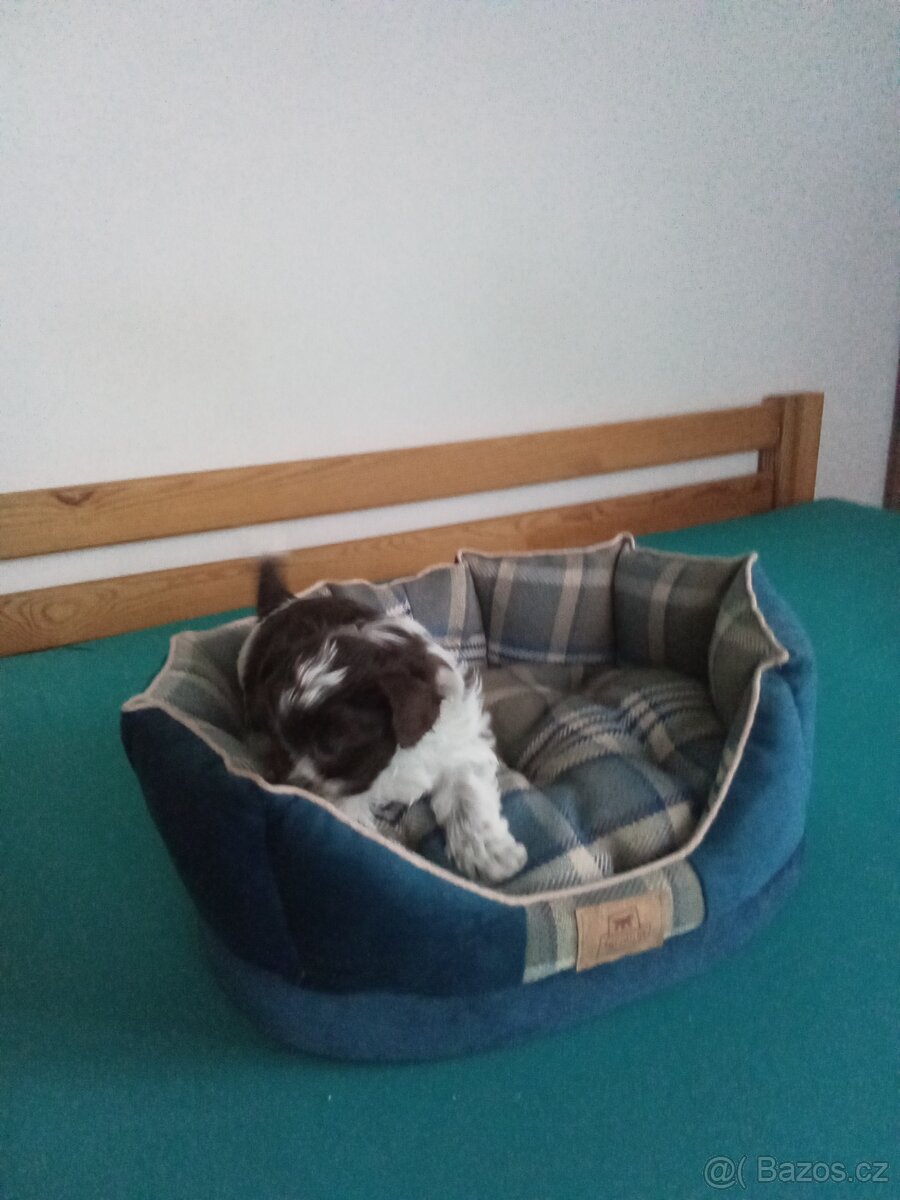 Jorkšírský teriér - 3