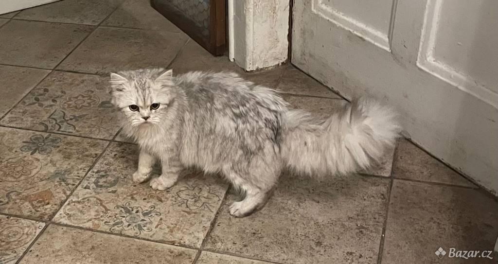 Britská koťata - 3