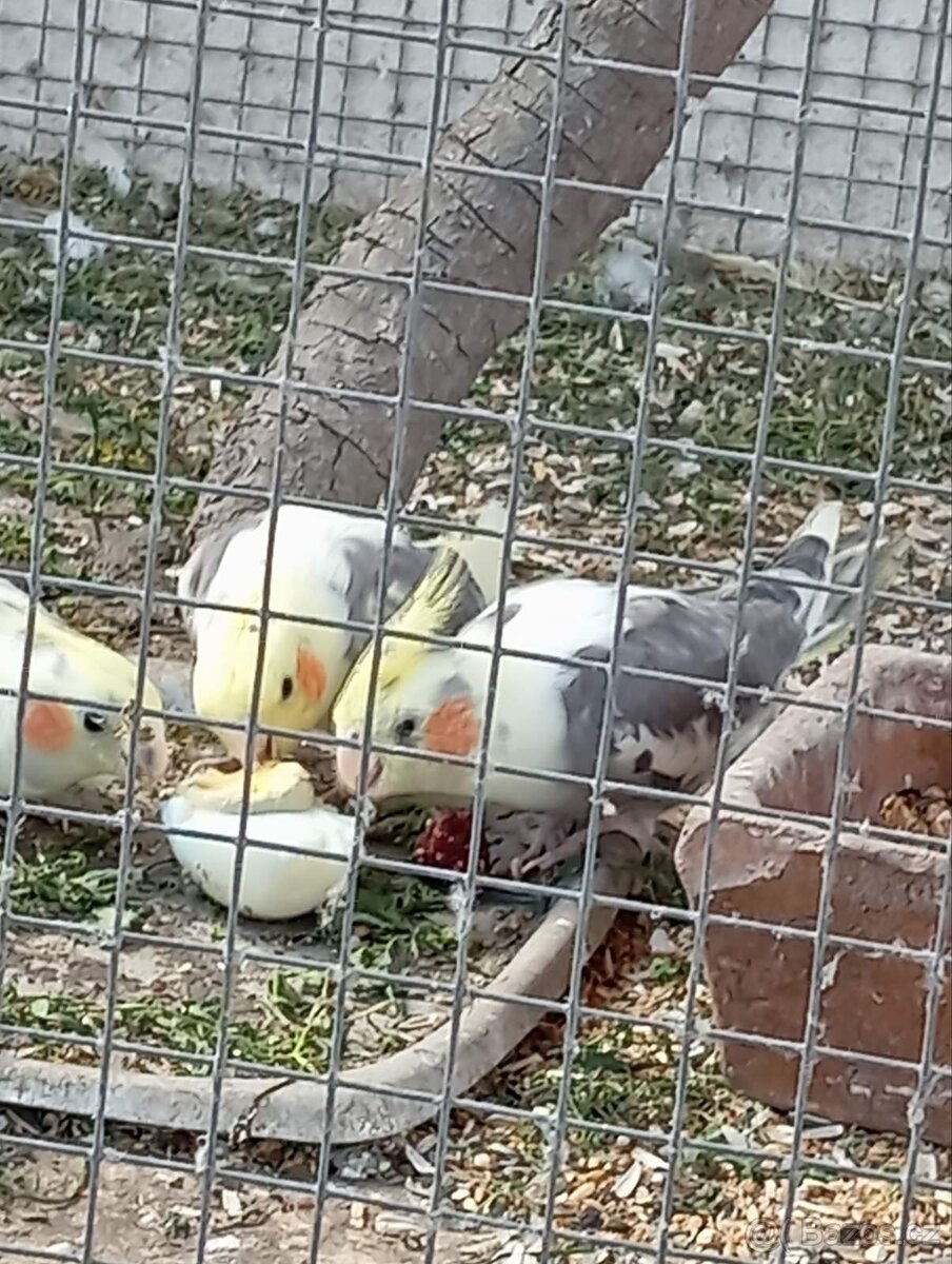 Korela chocholata - 3