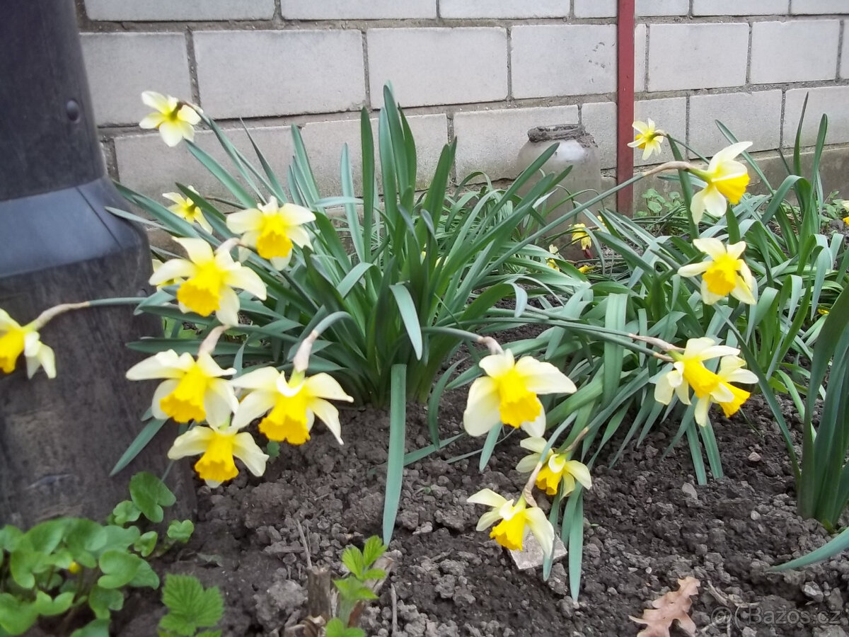 Narcis cibulky - květiny - 3