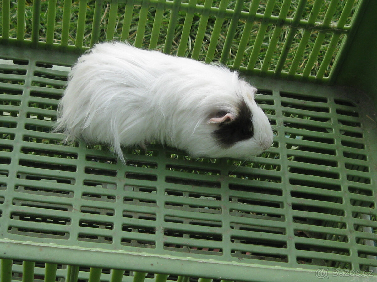 Morčata k chovu a na mazlení - 3